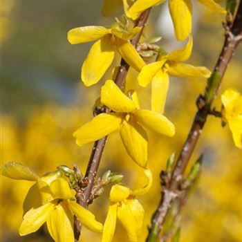 Forsythia x intermedia 'Week End'®