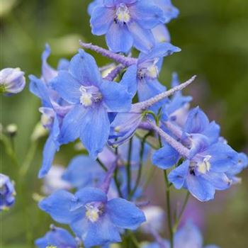 Delphinium belladonna 'Piccolo'