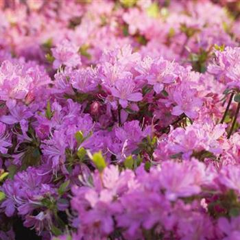 Rhododendron obtusum 'Diamant Rosa'®