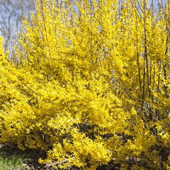 Forsythia x intermedia 'Week End'®