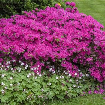 Rhododendron obtusum 'Diamant Rosa'®