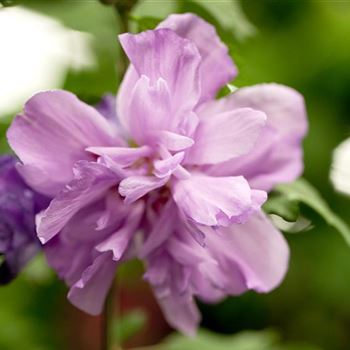 Hibiscus syriacus 'Ardens'