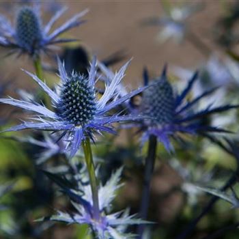 Eryngium bourgatii