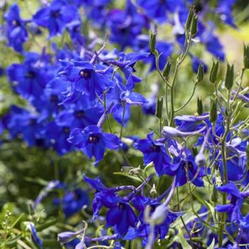 Delphinium belladonna 'Völkerfrieden'