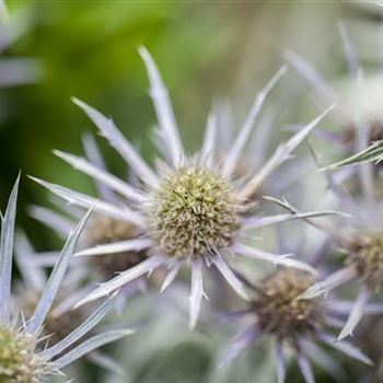 Eryngium bourgatii