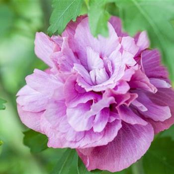 Hibiscus syriacus 'Duc de Brabant'