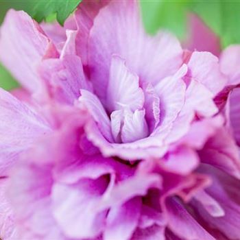 Hibiscus syriacus 'Duc de Brabant'