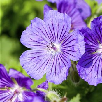 Geranium x magnificum 'Rosemoor'