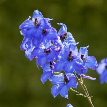 Delphinium x elatum 'Finsteraarhorn'