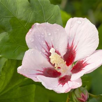 Hibiscus syriacus 'Hamabo'