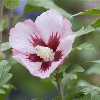 Hibiscus syriacus 'Hamabo'