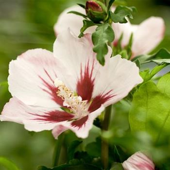 Hibiscus syriacus 'Hamabo'