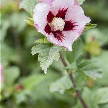 Hibiscus syriacus 'Hamabo'