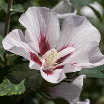 Hibiscus syriacus 'Hamabo'