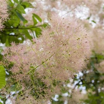 Cotinus coggygria