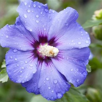 Hibiscus syriacus 'Oiseau Bleu'