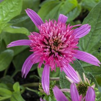 Echinacea purpurea 'Pink Double Delight'