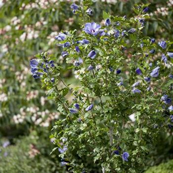 Hibiscus syriacus 'Oiseau Bleu'