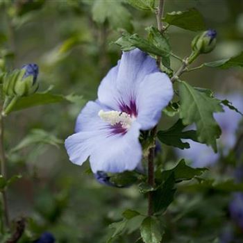 Hibiscus syriacus 'Oiseau Bleu'