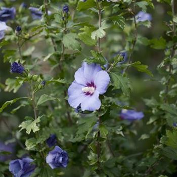 Hibiscus syriacus 'Oiseau Bleu'