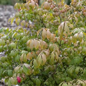 Euonymus alatus 'Compactus'