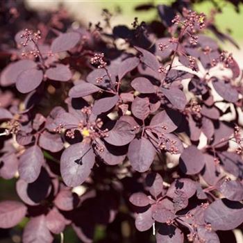 Cotinus coggygria 'Royal Purple'