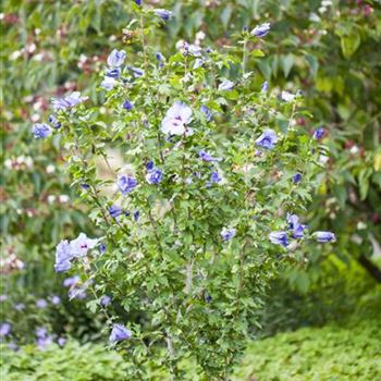 Hibiscus syriacus 'Oiseau Bleu'