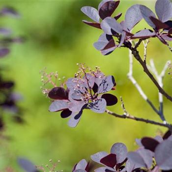 Cotinus coggygria 'Royal Purple'