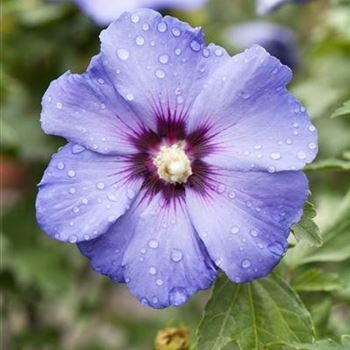 Hibiscus syriacus 'Oiseau Bleu'