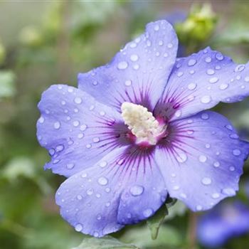 Hibiscus syriacus 'Oiseau Bleu'