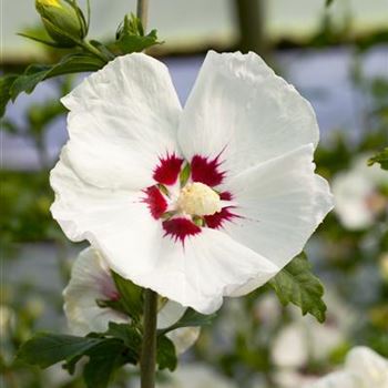 Hibiscus syriacus 'Red Heart'