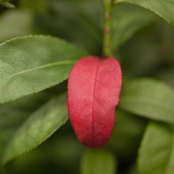 Euonymus alatus 'Compactus'