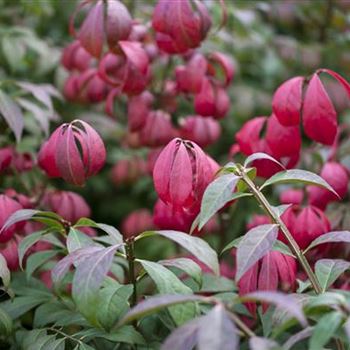 Euonymus alatus 'Compactus'