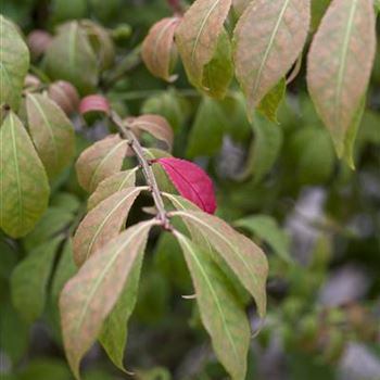 Euonymus alatus 'Compactus'