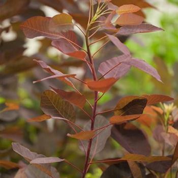 Cotinus coggygria 'Grace'