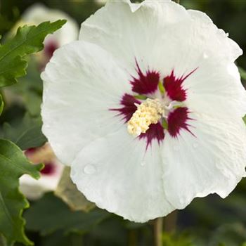 Hibiscus syriacus 'Red Heart'