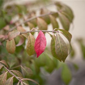 Euonymus alatus 'Compactus'