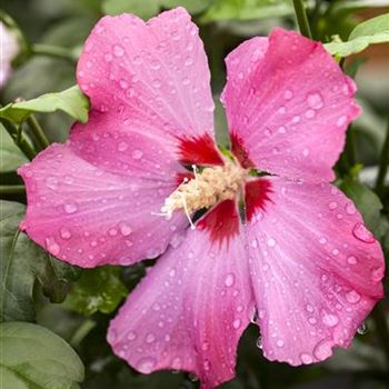 Hibiscus syriacus