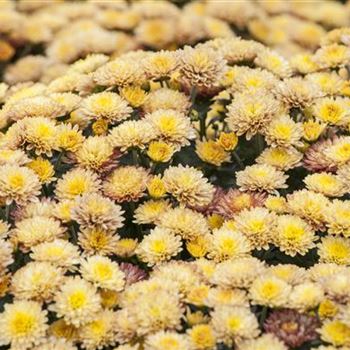 Chrysanthemum x grandiflorum