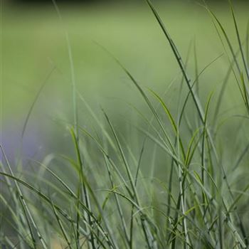 Deschampsia cespitosa