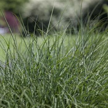 Deschampsia cespitosa