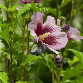 Hibiscus syriacus