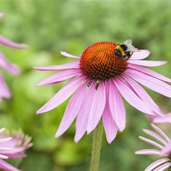 Echinacea purpurea 'Magnus'