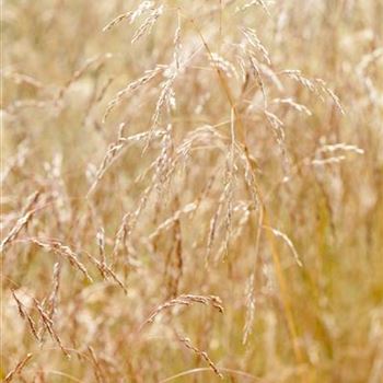 Deschampsia cespitosa