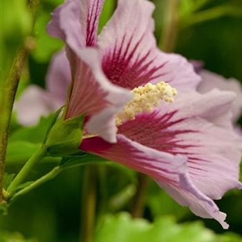 Hibiscus syriacus