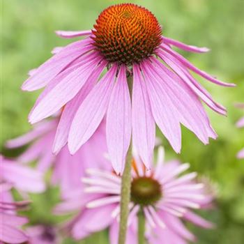 Echinacea purpurea 'Magnus'