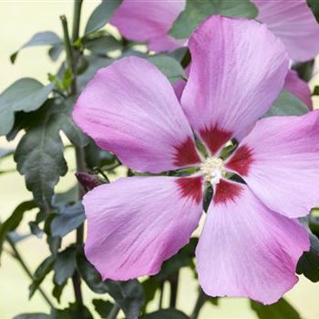 Hibiscus syriacus