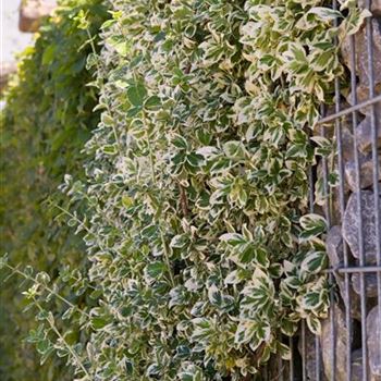 Euonymus fortunei 'Emerald Gaiety'