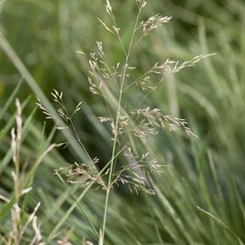 Deschampsia cespitosa 'Tardiflora'