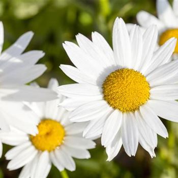 Leucanthemum vulgare